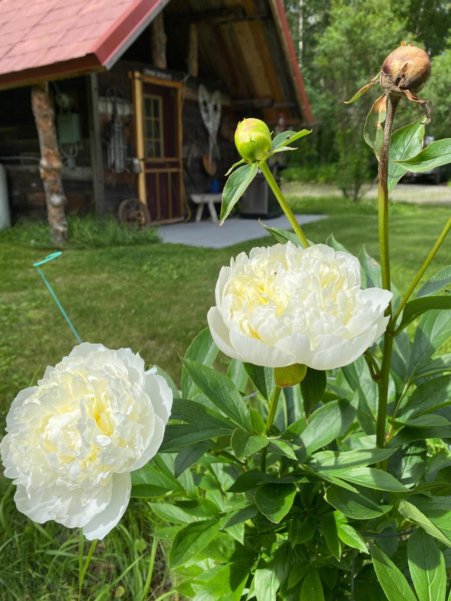 Trapper John's Cabin & Holiday home Talkeetna